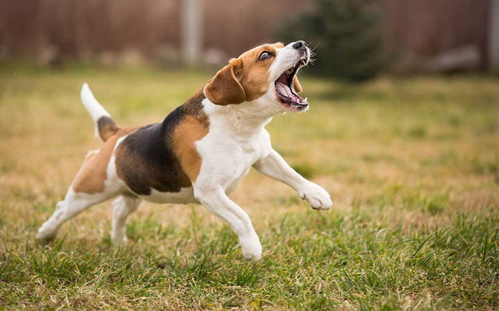 AI Clean Up Picture App